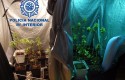 ep enviviendaeste hombreencontraron plantasmarihuana ep enviviendaeste hombreencontraron plantasmarihuana