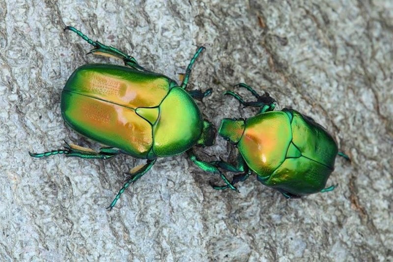 ep escarabajos saproxilicos protaetia affinis ep escarabajos saproxilicos protaetia affinis