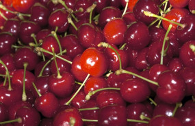 ep la dop cereza del jerte certifica las primeras cerezas con una prevision de produccion de 7000
