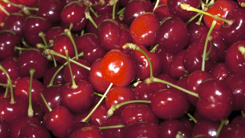 ep la dop cereza del jerte certifica las primeras cerezas con una prevision de produccion de 7000 ep la dop cereza del jerte certifica las primeras cerezas con una prevision de produccion de 7000