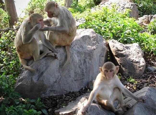 ep macacos