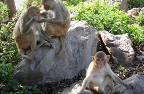 ep macacos