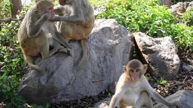 ep macacos