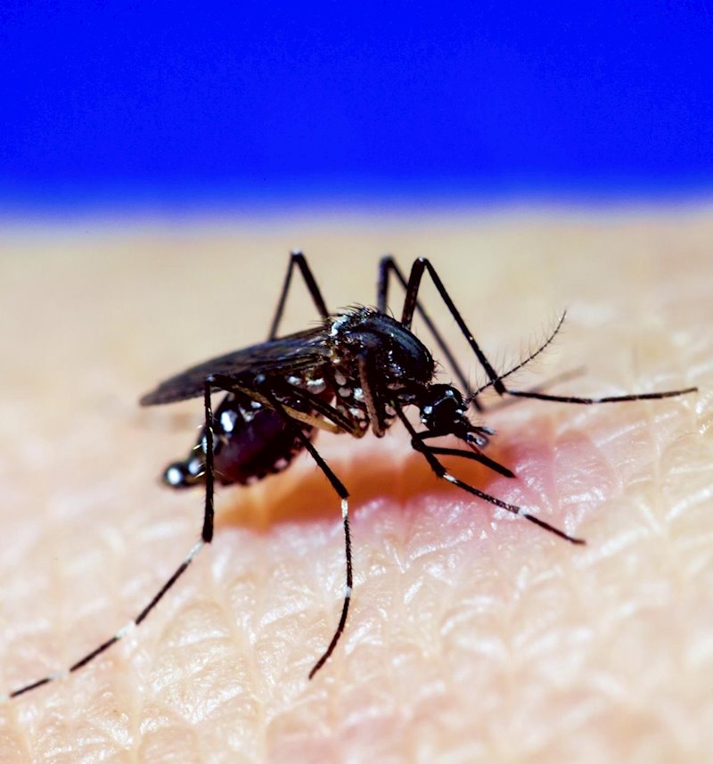 ep mosquito a aegypti dengue zika chikungunya