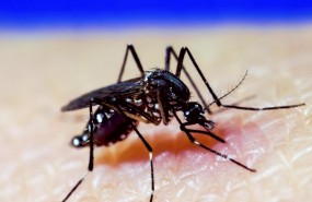 ep mosquito a aegypti dengue zika chikungunya