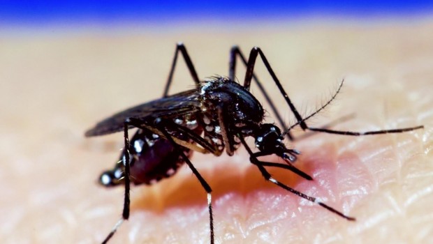 ep mosquito a aegypti dengue zika chikungunya