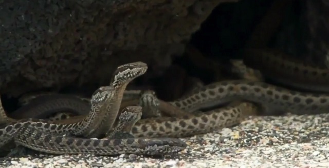 serpientes iguana