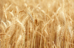 wheat 7202481 1280 wheat 7202481 1280