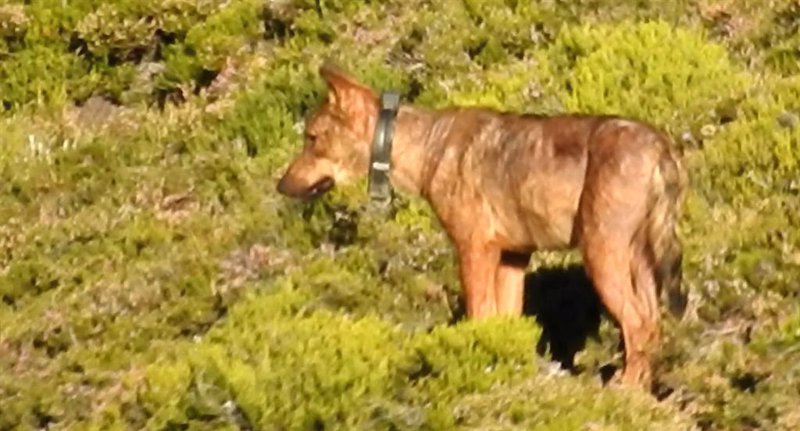 ep archivo lobo con collar gps ep archivo lobo con collar gps