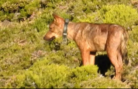 ep archivo   lobo con collar gps