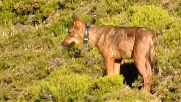 ep archivo   lobo con collar gps