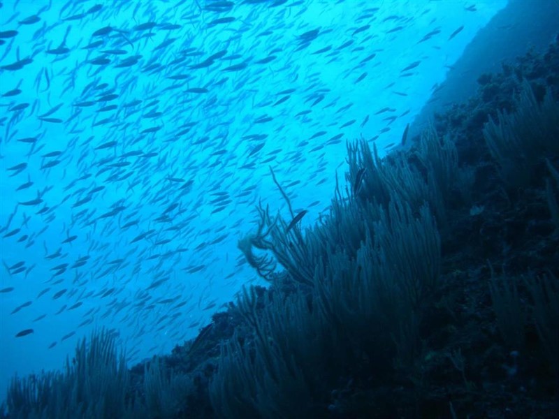 ep biomassa marina oceans ep biomassa marina oceans