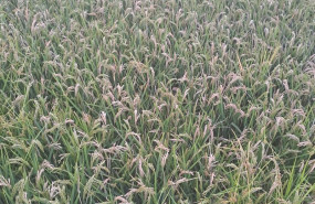 ep campo de arroz 20250827121104