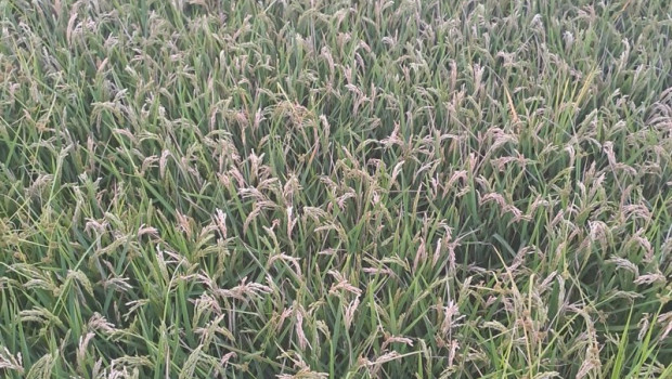ep campo de arroz 20250827121104