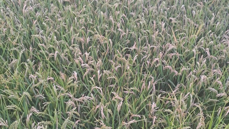ep campo de arroz 20250827121104