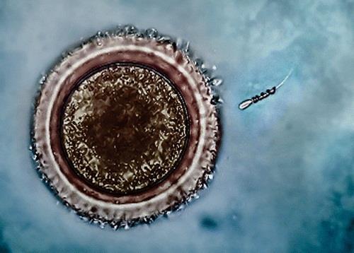 ep espermatozoidesmicromotoresfecundar el ovulo