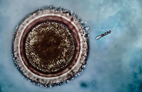 ep espermatozoidesmicromotoresfecundar el ovulo