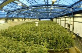 GW Pharmaceuticals, cannabis for medical uses, Sativex, drugs GW Pharmaceuticals, cannabis for medical uses, Sativex, drugs