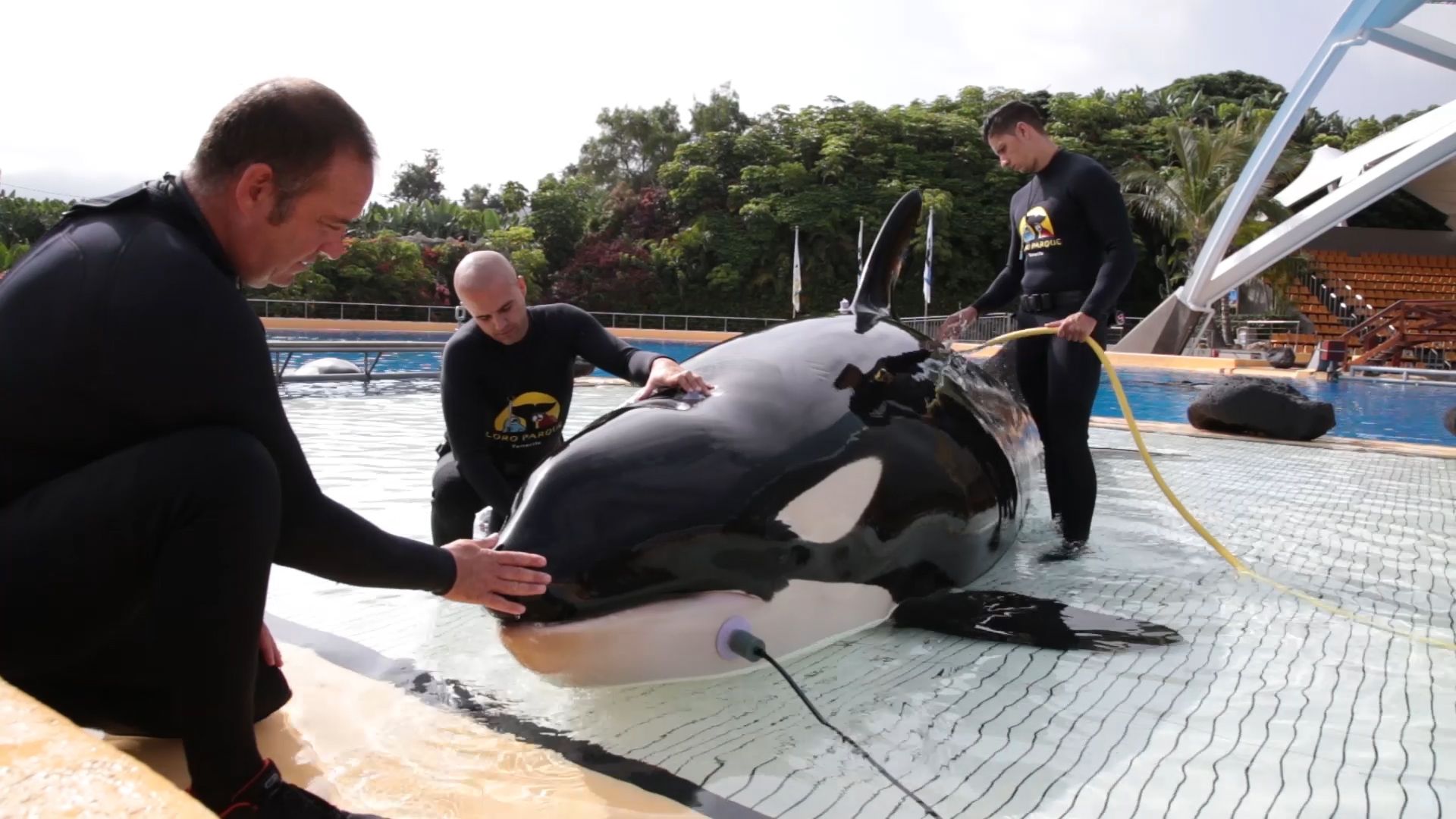 1564144838 audicionorcas loro parque 2 1564144838 audicionorcas loro parque 2