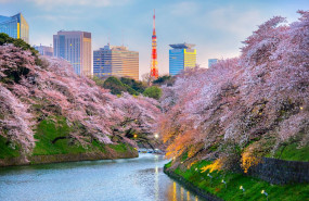 dest japan tokyo chidorigafuchi park theme cherry blossoms shutterstock 577077346 universal within usage period 61215