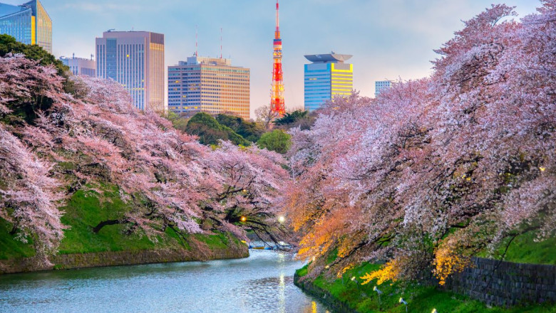 dest japan tokyo chidorigafuchi park theme cherry blossoms shutterstock 577077346 universal within usage period 61215