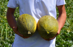 ep archivo melon melones ep archivo melon melones