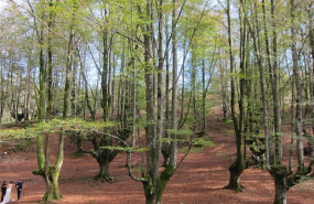 ep bosque 20200531130303