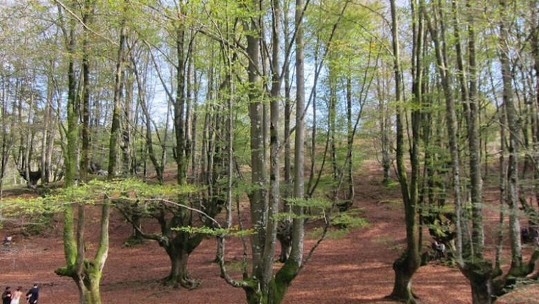 ep bosque 20200531130303 ep bosque 20200531130303