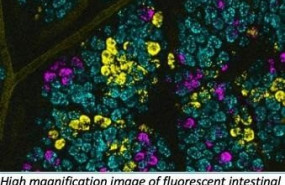 ep imagen de gran aumento de celulas madre fluorescentes intestinales cada color fluorescente se usa