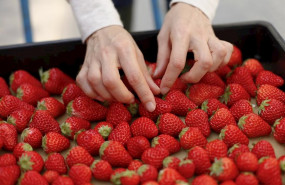 ep imagen de la manipulacion de fresas durante su envasado
