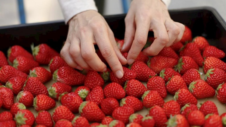 Imagen de la manipulación de fresas durante su envasado. | JUNTA DE ANDALUCÍA ep imagen de la manipulacion de fresas durante su envasado
