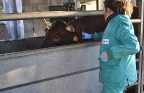 ep la atencion de animales de renta continua aportando la mayor parte del volumen de negocio