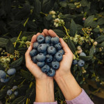 ep la chilena hortifrut refuerza su presencia en mercado asiatico con su participacion en asia fruit ep la chilena hortifrut refuerza su presencia en mercado asiatico con su participacion en asia fruit