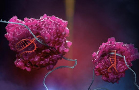 ep la enzimala familia crispr cas13accion cas13 rosa esclavela plataforma rescue donde utilizaguia especial roja para atacarlos arnla celula azul ep la enzimala familia crispr cas13accion cas13 rosa esclavela plataforma rescue donde utilizaguia especial roja para atacarlos arnla celula azul