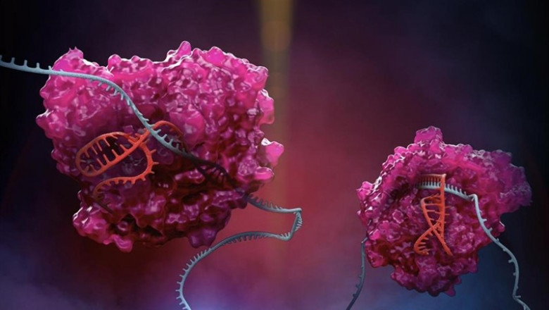La enzima de la familia CRISPR Cas13 en acción. Cas13 (rosa), es la clave de la plataforma 'RESCUE', donde utiliza una guía especial (roja) para atacar a los ARN de la célula (azul). | STEPHEN DIXON ep la enzimala familia crispr cas13accion cas13 rosa esclavela plataforma rescue donde utilizaguia especial roja para atacarlos arnla celula azul