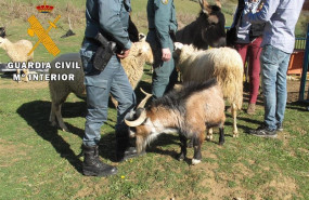 ep la guardia civil localizanavarra tres cabras hurtadas duranteincendiosano 2017portugal