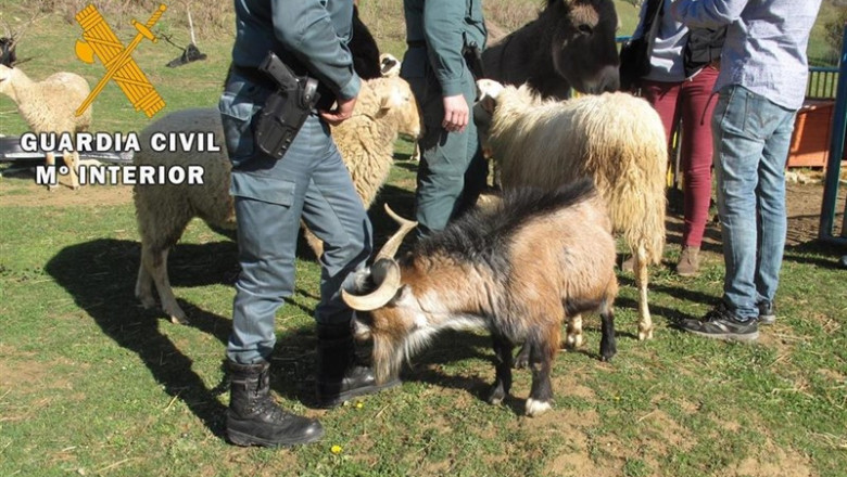 ep la guardia civil localizanavarra tres cabras hurtadas duranteincendiosano 2017portugal