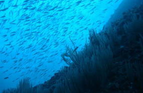 ep las especies marinas podria reducirse17 a finalsiglocalentamientolos oceanos