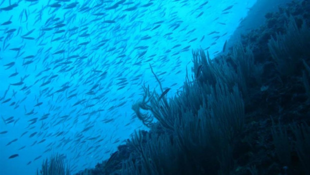 ep las especies marinas podria reducirse17 a finalsiglocalentamientolos oceanos
