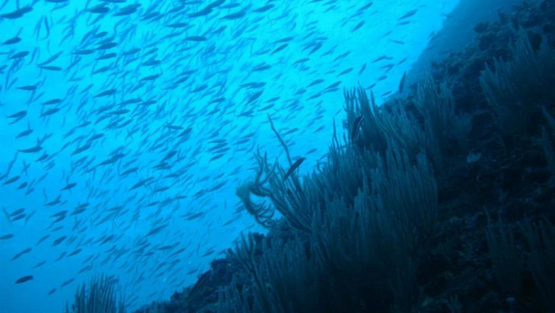 Las especies marinas podría reducirse un 17% a final de siglo por el calentamiento de los océanos | CSIC - Archivo ep las especies marinas podria reducirse17 a finalsiglocalentamientolos oceanos