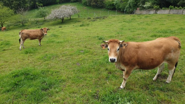 ep vacas asturiana de los valles rural campo pac