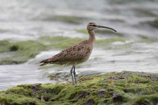 Zarapito trinador en el Parque Nacional de Doñana | ISMAEL GALVÁN/CSIC ep zarapito trinadorparque nacionaldonana