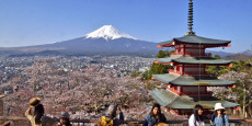 japon fuji cherry blossom tourism japon fuji cherry blossom tourism