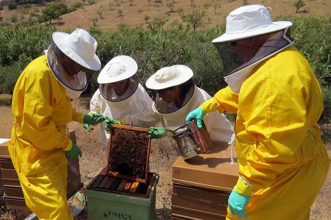 Abejas panel investigadores UMA miel y propolis contra el cáncer de colon | UNIVERSIDAD DE MÁLAGA ep abejas panel investigadores uma mielpropoliscancercolon