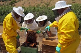ep abejas panel investigadores uma mielpropoliscancercolon