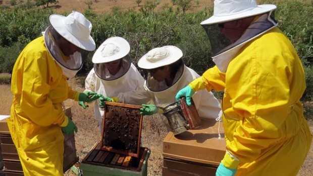 ep abejas panel investigadores uma mielpropoliscancercolon