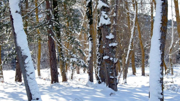 ep arboles nevados