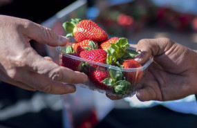 ep caja de fresas