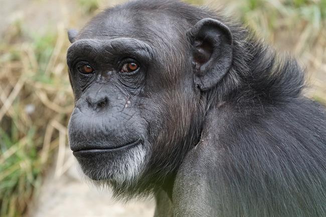 Chimpancé | PIXABAY/PIXEL-MIXER ep chimpance