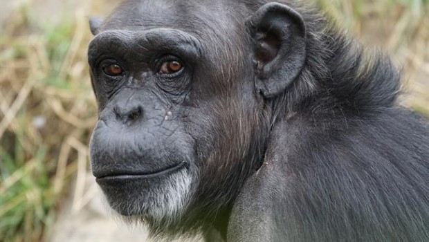 ep chimpance